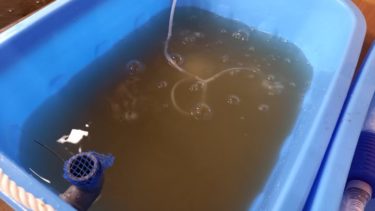 メダカ飼育に役立つハイポネックスを使ったグリーンウォーター 青水 の作り方 めだかと離島移住の情報局