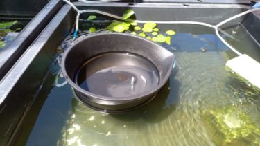 メダカ飼育に役立つハイポネックスを使ったグリーンウォーター 青水 の作り方 めだかと離島移住の情報局