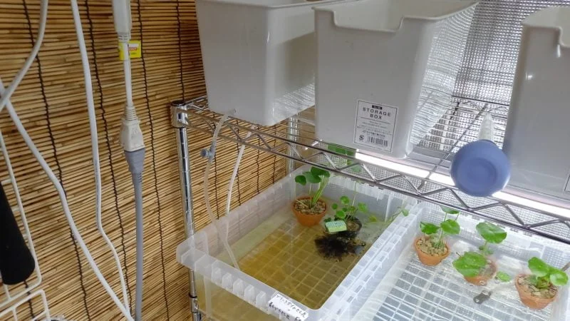 メダカ 加温ボックス 冬越し 冬の産卵用