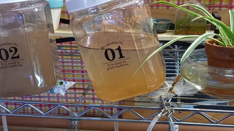 私がブラインシュリンプを培養している様子