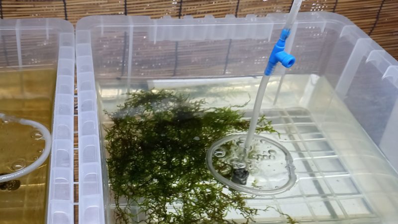 透明水槽の様子