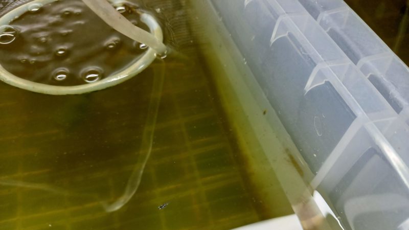 水流を抑えている様子