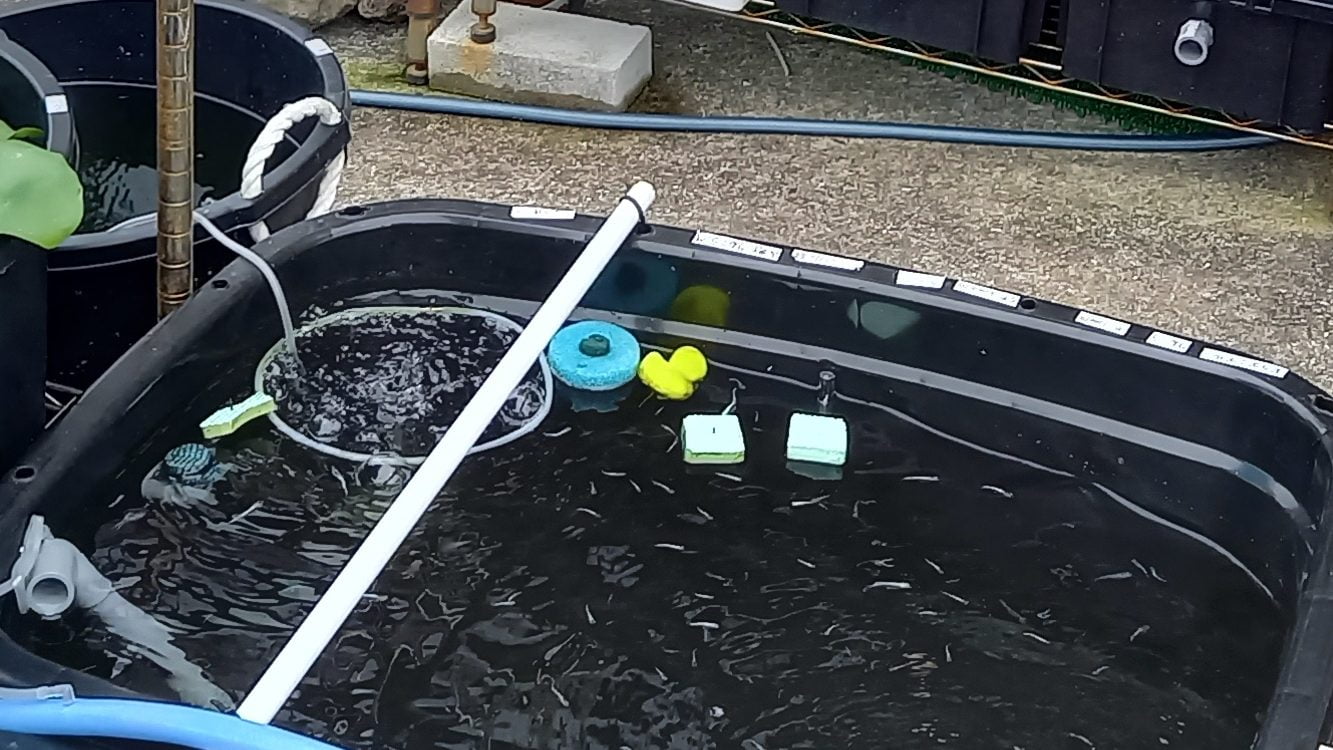 メダカの産卵床の様子