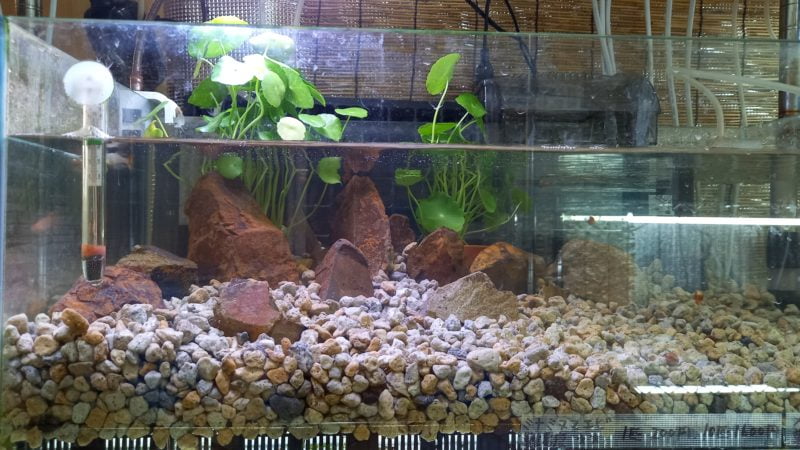 ｐｈが酸性になるボラ土を敷いた水槽の画像