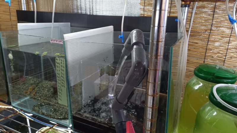 メダカの飼育水槽をリセットしている様子
