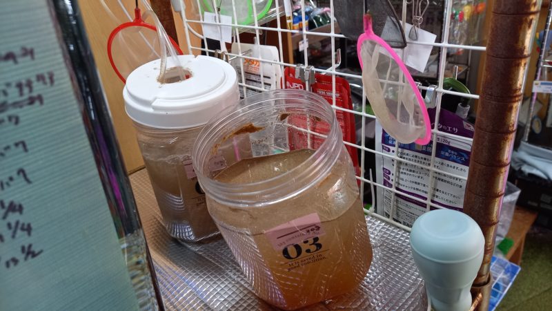 手作りのブラインシュリンプ孵化器