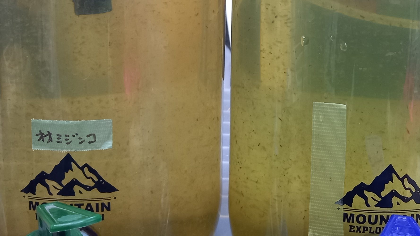 オオミジンコの画像