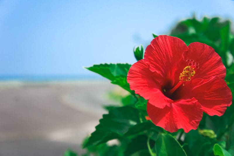 ハイビスカス
