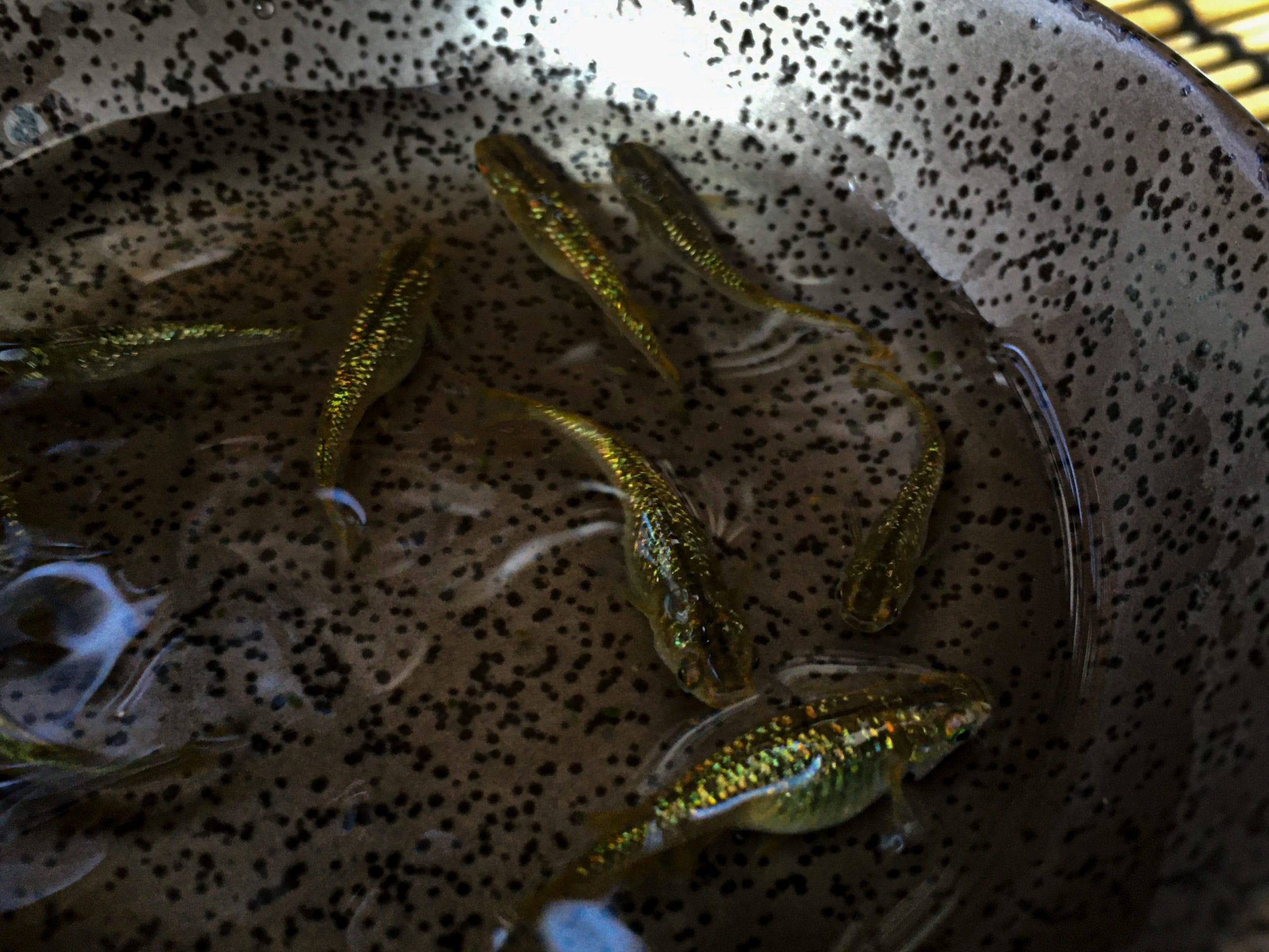 琥珀ラメメダカ